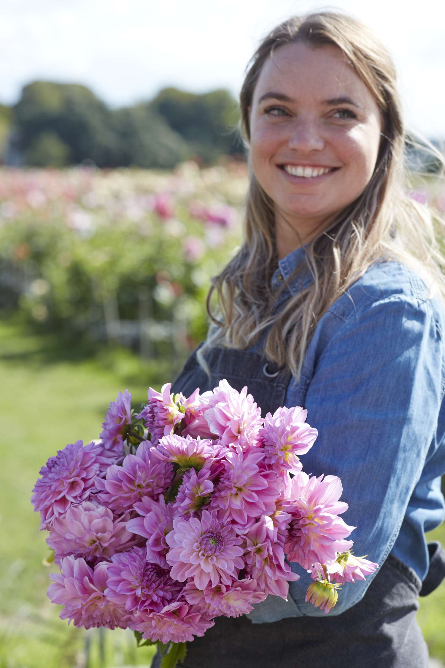 Dahlie ‘Pink Ardour’